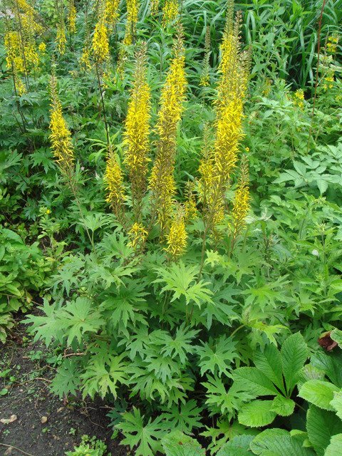 Ligularia przewalskii